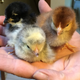 Illustration for article titled Cute chicks